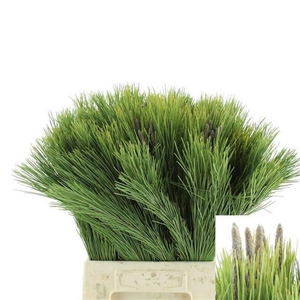 PINUS MUGO VAR MUGHU