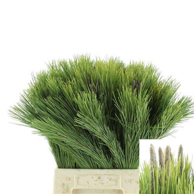 <h4>PINUS MUGO VAR MUGHU</h4>