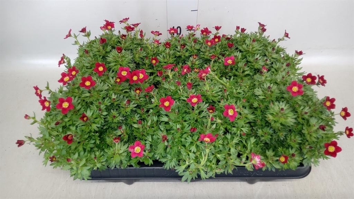 Saxifraga arend. 'Alpino Red'