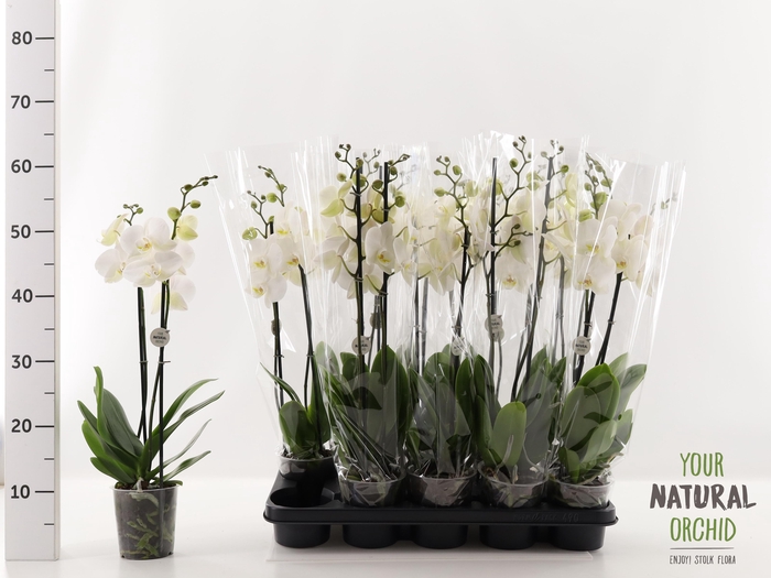 <h4>PHAL AN INVERNESS</h4>