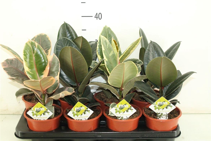 arr8 Fic El Ov Mixtray