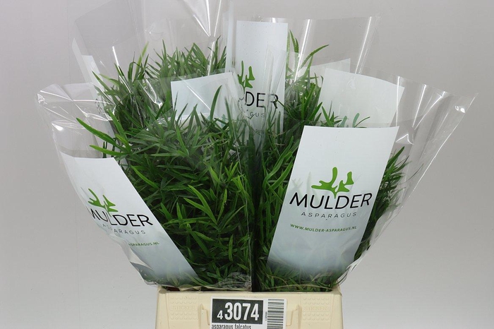 <h4>Asparagus Falcatus</h4>