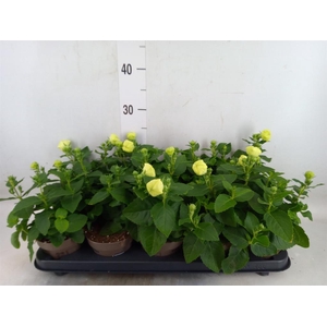 Platycodon grand. 'Astra White'