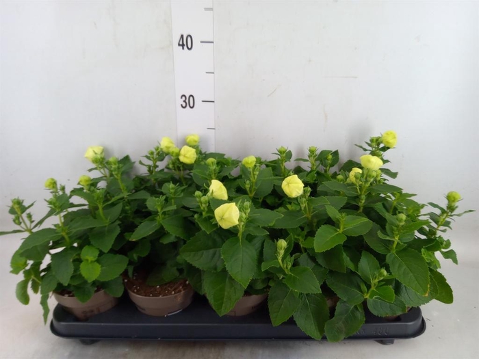 <h4>Platycodon grand. 'Astra White'</h4>