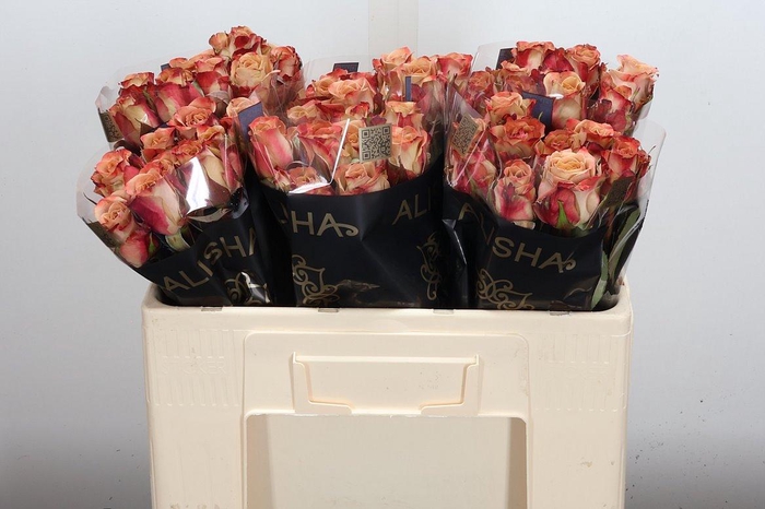 <h4>R Gr Cappuccino</h4>