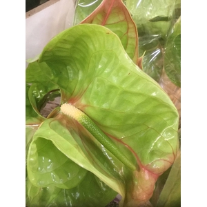 ANTHURIUM A ELIXER
