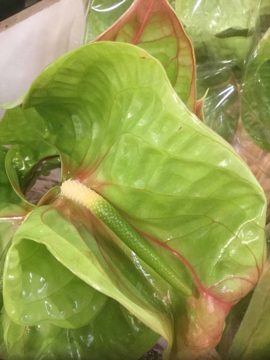 ANTHURIUM A ELIXER