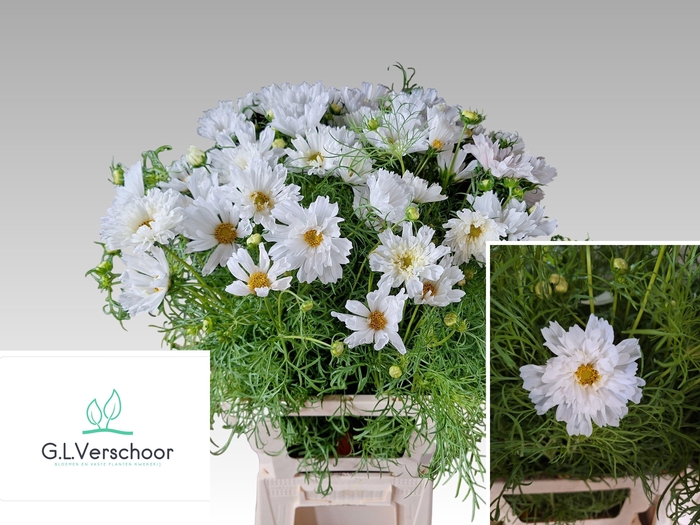 <h4>COSMOS BIPINNATUS</h4>