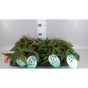 Begonia BD  'Double Dot'