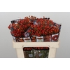 Rozenbottel Autumn Rosefruits