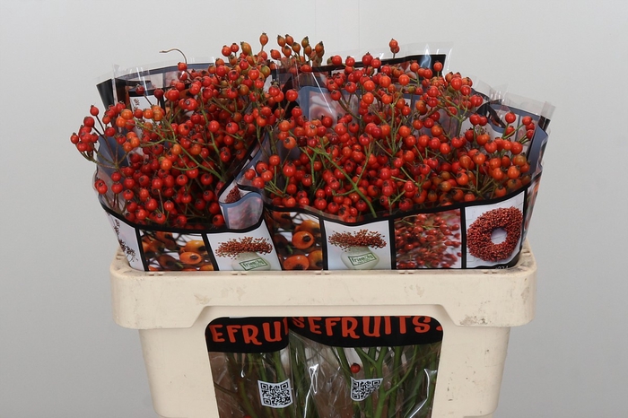 Rozenbottel Autumn Rosefruits