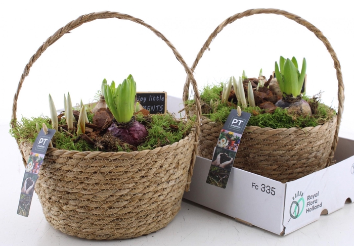 <h4>BOLBLOEMEN OV</h4>