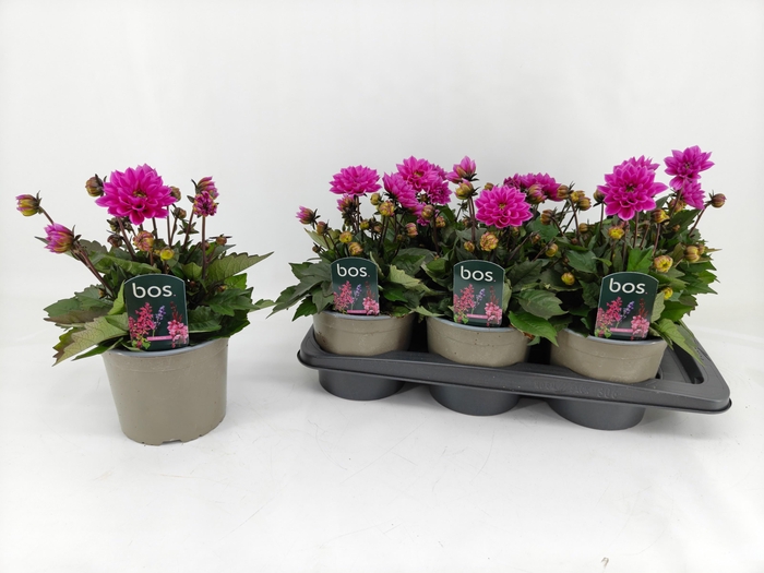DAHL D M NEON LILAC