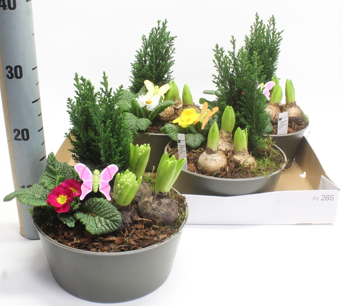 <h4>ARR TUINPLANTEN</h4>