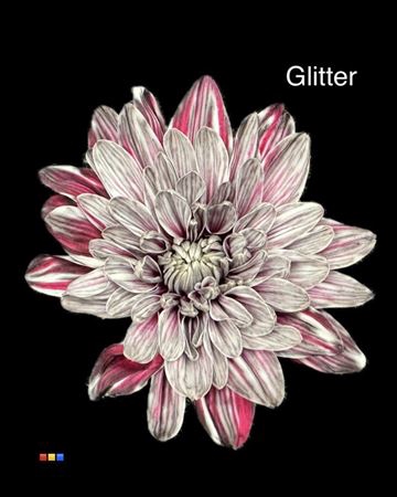 Chr T 2 Kl Baltica Roulette + Glit Bio