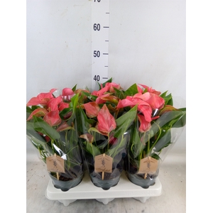 Anthurium  'FC Romantico'