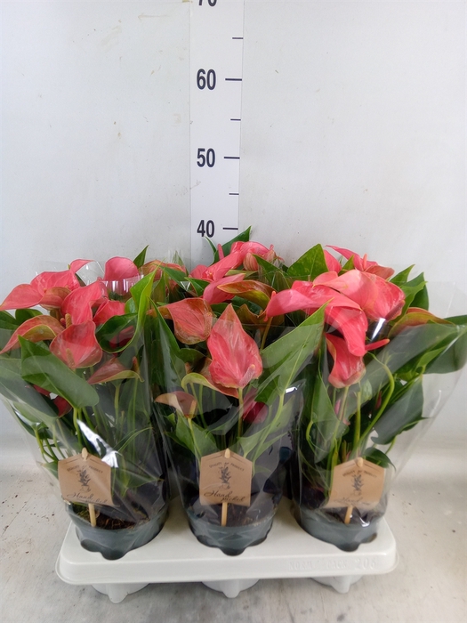 <h4>Anthurium  'FC Romantico'</h4>
