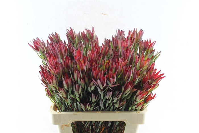 <h4>Leucad Sal Blush Ex</h4>