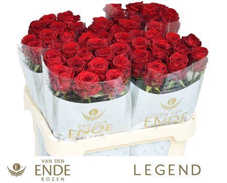 <h4>R Gr Red Naomi</h4>