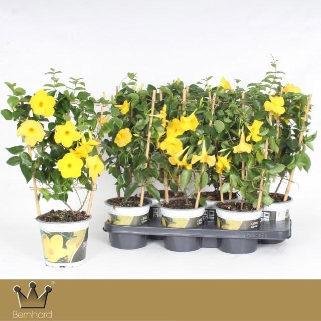 <h4>MANDE DI OPALE CITRI</h4>