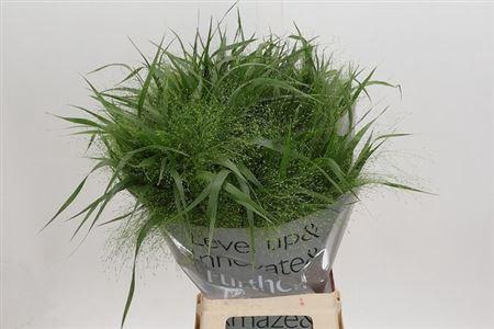 <h4>Panic Vi Fontaine</h4>