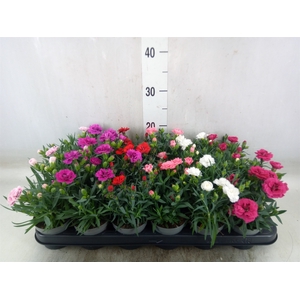 Dianthus   ...mix