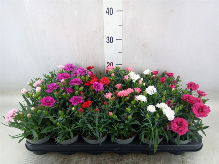 <h4>Dianthus   ...mix</h4>