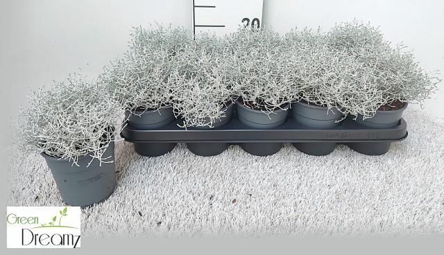 <h4>Leucoph Brownii</h4>