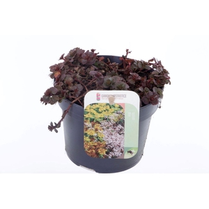 Sedum spurium Coccineum