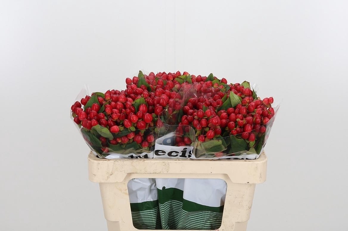 <h4>Hyp Mag Triumph</h4>