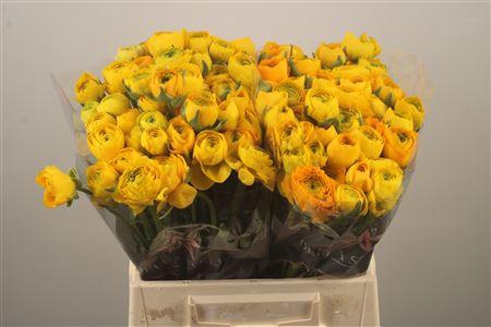 <h4>Ran El Yellow</h4>