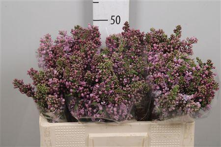 <h4>Syr V R V Horstenst 2+</h4>