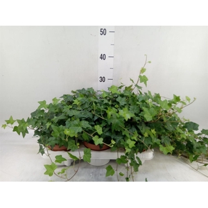 Hedera   ...green leafed