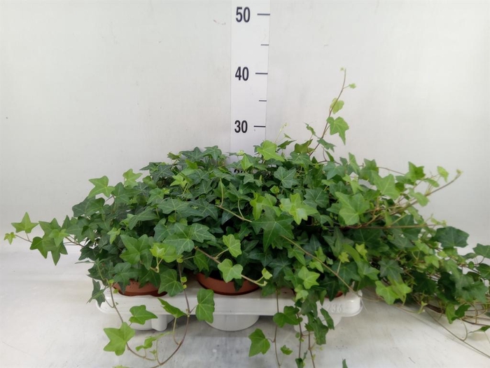 <h4>Hedera   ...green leafed</h4>