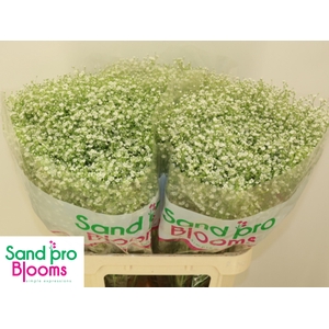 GYPS PA ZI DISCOVERY