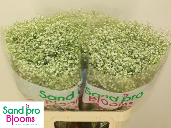 <h4>GYPS PA ZI DISCOVERY</h4>