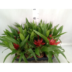 Guzmania  'Blitz'