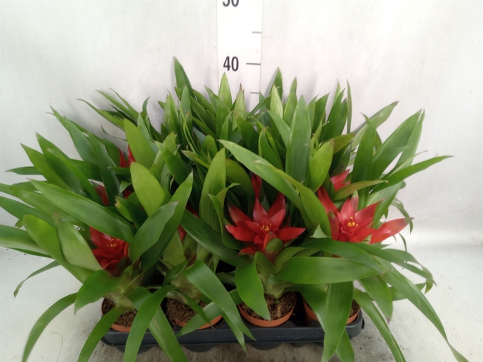 Guzmania  'Blitz'