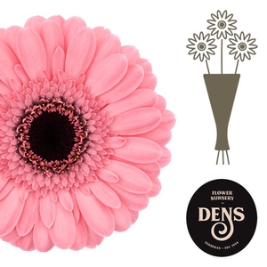 Germini Happiness Water