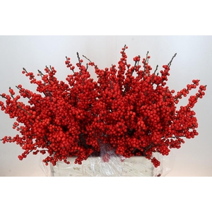 Ilex Rood