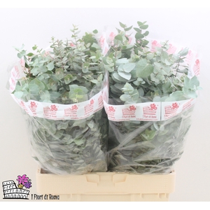 EUC BRIDGESIANA P BS