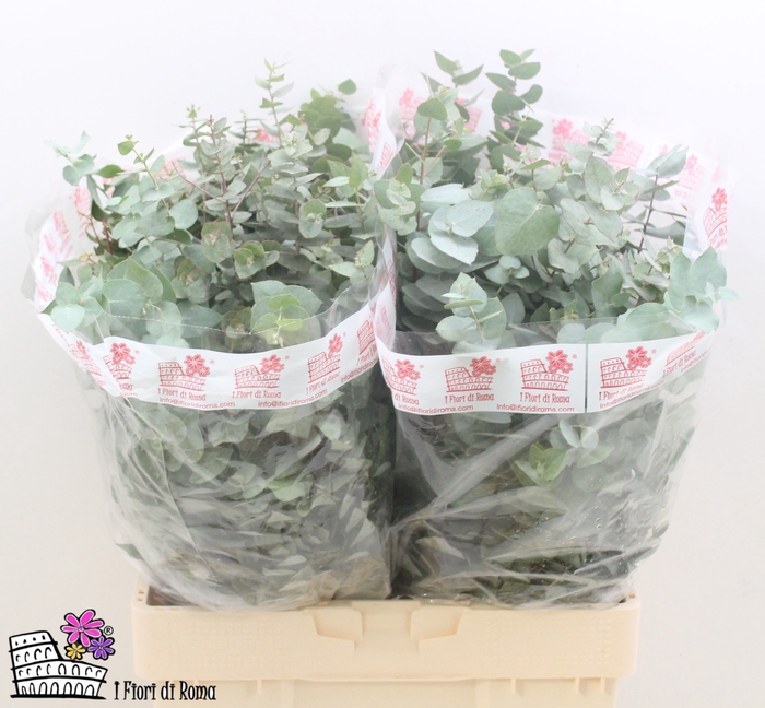 <h4>EUC BRIDGESIANA P BS</h4>