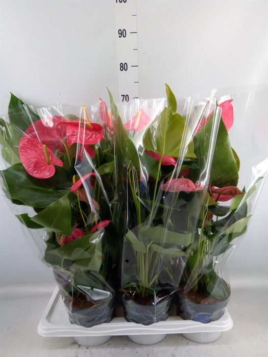 <h4>Anthurium  'Karma Pink'</h4>