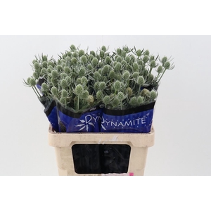 Eryng Silver Dynamite 60cm