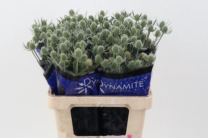 <h4>Eryng Silver Dynamite 60cm</h4>