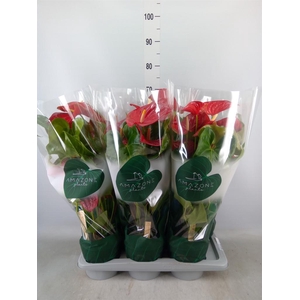 Anthurium andr. 'Nevada'