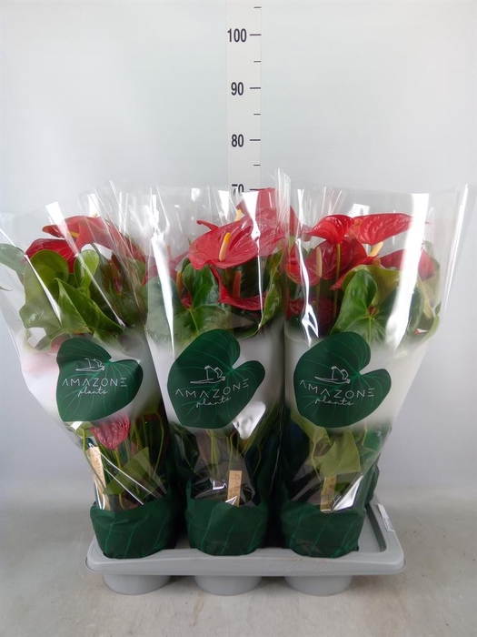 <h4>Anthurium andr. 'Nevada'</h4>