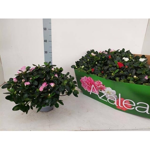 Azalia simsii Hellmut Vogel mix 14Ø 28cm 30Ø