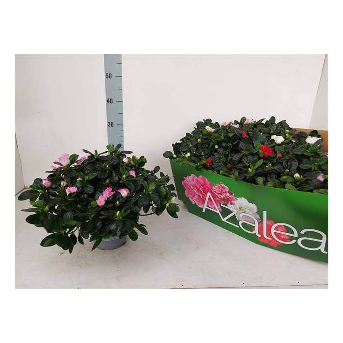 <h4>Azalia simsii Hellmut Vogel mix 14Ø 28cm 30Ø</h4>