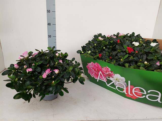 Azalia simsii Hellmut Vogel mix 14Ø 28cm 30Ø